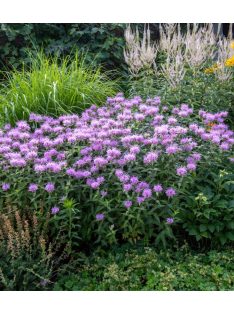   Méhbalzsam / MONARDA fistulosa var. Menthifolia ’Mohikaner