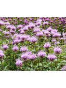 Méhbalzsam / MONARDA fistulosa var. Menthifolia ’Mohikaner