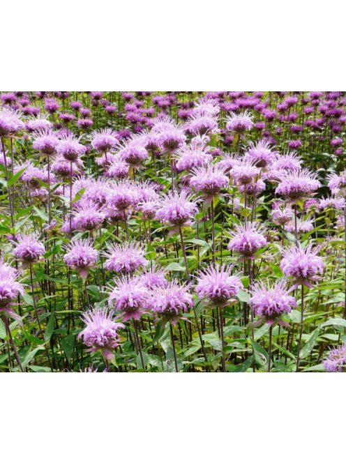 Méhbalzsam / MONARDA fistulosa var. Menthifolia ’Mohikaner