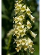 Sárga gyűszűvirág / DIGITALIS lutea
