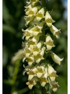 Sárga gyűszűvirág / DIGITALIS lutea