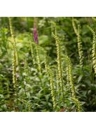Sárga gyűszűvirág / DIGITALIS lutea
