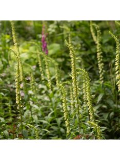 Sárga gyűszűvirág / DIGITALIS lutea