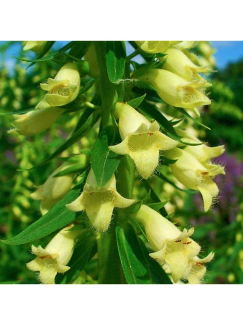 Sárga gyűszűvirág / DIGITALIS lutea