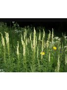Sárga gyűszűvirág / DIGITALIS lutea