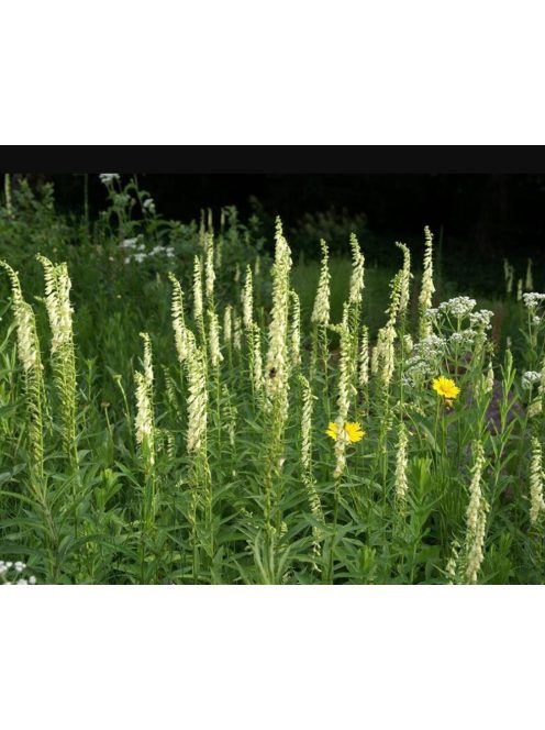 Sárga gyűszűvirág / DIGITALIS lutea