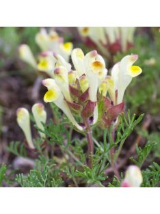 Sárga virágú csucsóka / SCUTELLARIA orientalis