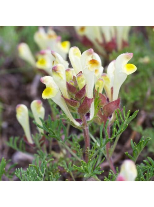 Sárga virágú csucsóka / SCUTELLARIA orientalis