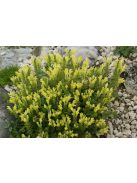 Sárga virágú csucsóka / SCUTELLARIA orientalis