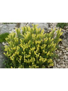Sárga virágú csucsóka / SCUTELLARIA orientalis