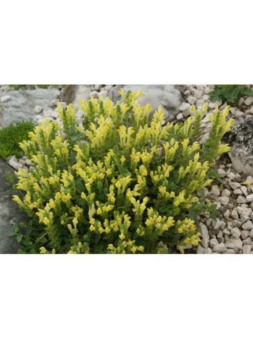 Sárga virágú csucsóka / SCUTELLARIA orientalis