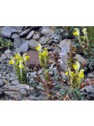 Sárga virágú csucsóka / SCUTELLARIA orientalis