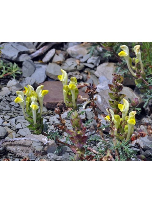 Sárga virágú csucsóka / SCUTELLARIA orientalis
