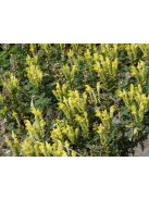 Sárga virágú csucsóka / SCUTELLARIA orientalis
