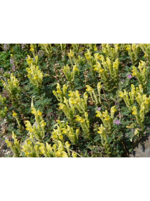 Sárga virágú csucsóka / SCUTELLARIA orientalis