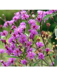Vernónia / VERNONIA noveboracensis 