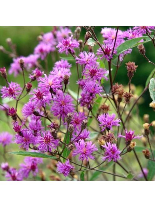 Vernónia / VERNONIA noveboracensis 
