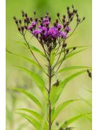 Vernónia / VERNONIA noveboracensis 