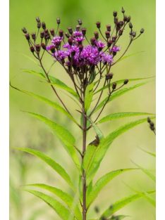 Vernónia / VERNONIA noveboracensis 