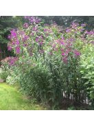 Vernónia / VERNONIA noveboracensis 