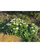 Sarkvidéki krizantém / ARCTANTHEMUM arcticum