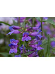 Bugatölcsér / PENSTEMON fruticosus ’Catherine de la Mare