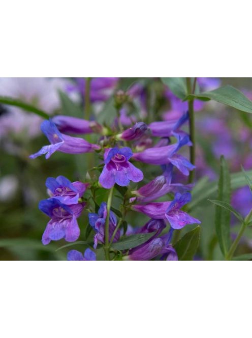Bugatölcsér / PENSTEMON fruticosus ’Catherine de la Mare