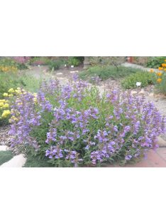 Bugatölcsér / PENSTEMON fruticosus ’Catherine de la Mare