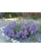 Bugatölcsér / PENSTEMON fruticosus ’Catherine de la Mare