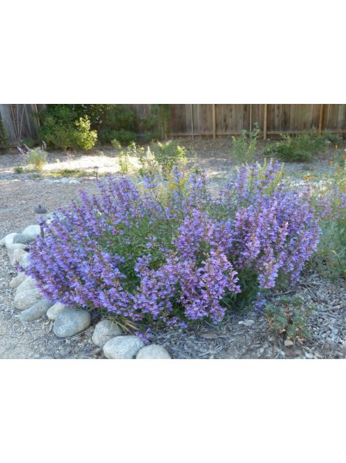 Bugatölcsér / PENSTEMON fruticosus ’Catherine de la Mare